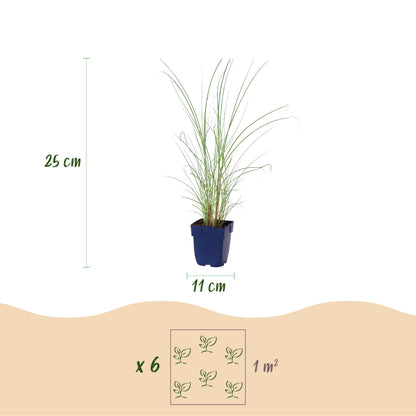 Chinaschilf 'Morning Light' – Miscanthus sinensis – Topf Ø11cm – Ansicht 3