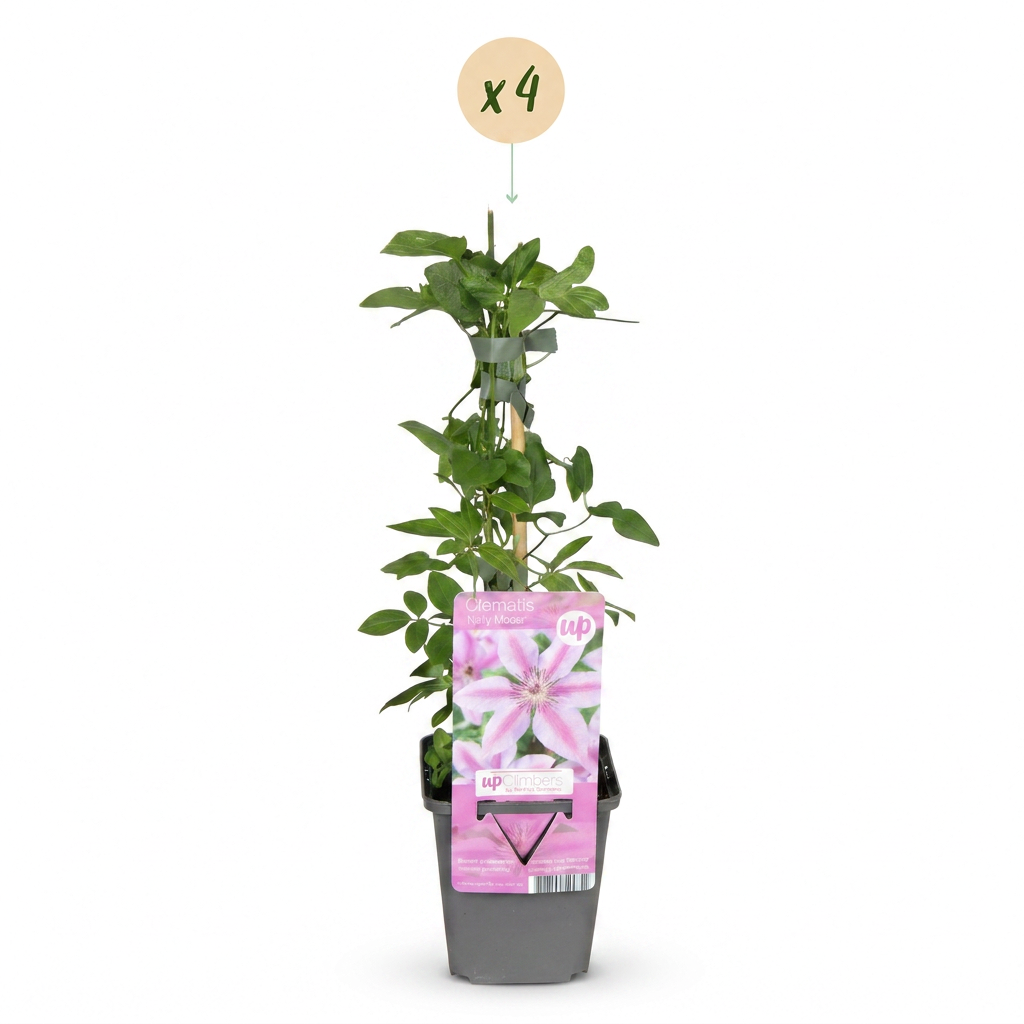 Waldrebe 'Nelly Moser' – Weiß-Rosa – Topf Ø9cm – Ansicht 2