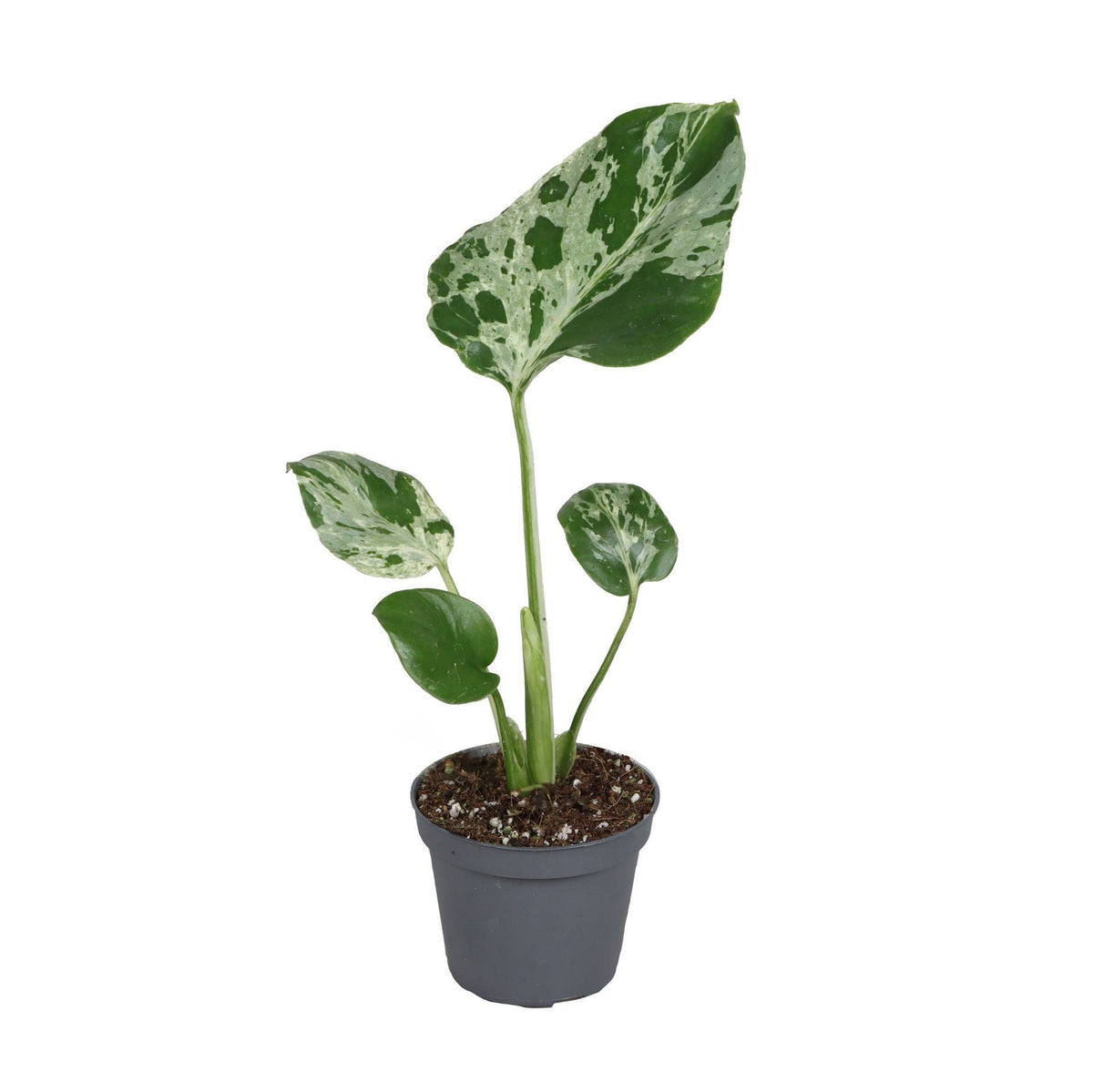Monstera Deliciosa 'Bulbarsaur' – Topf Ø6cm