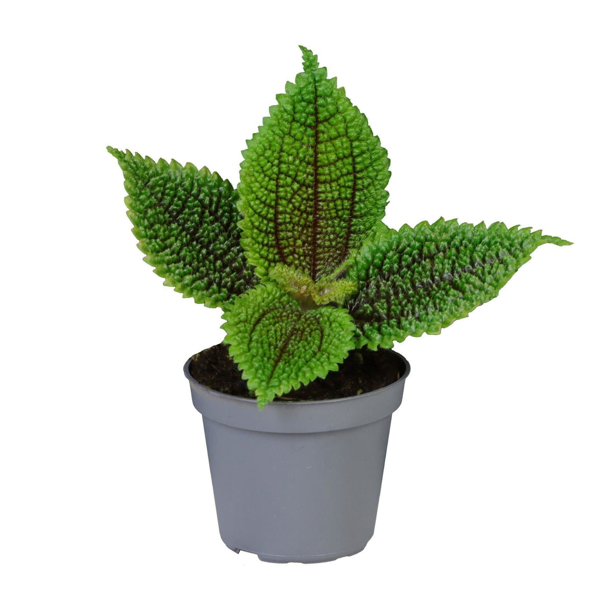 Pilea 'Moon Valley' – Grün – Topf Ø6cm