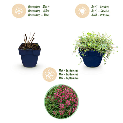 Kriechthymian 'Red Carpet' – Duftend, Rot-Rosa – Topf Ø11cm – Ansicht 4