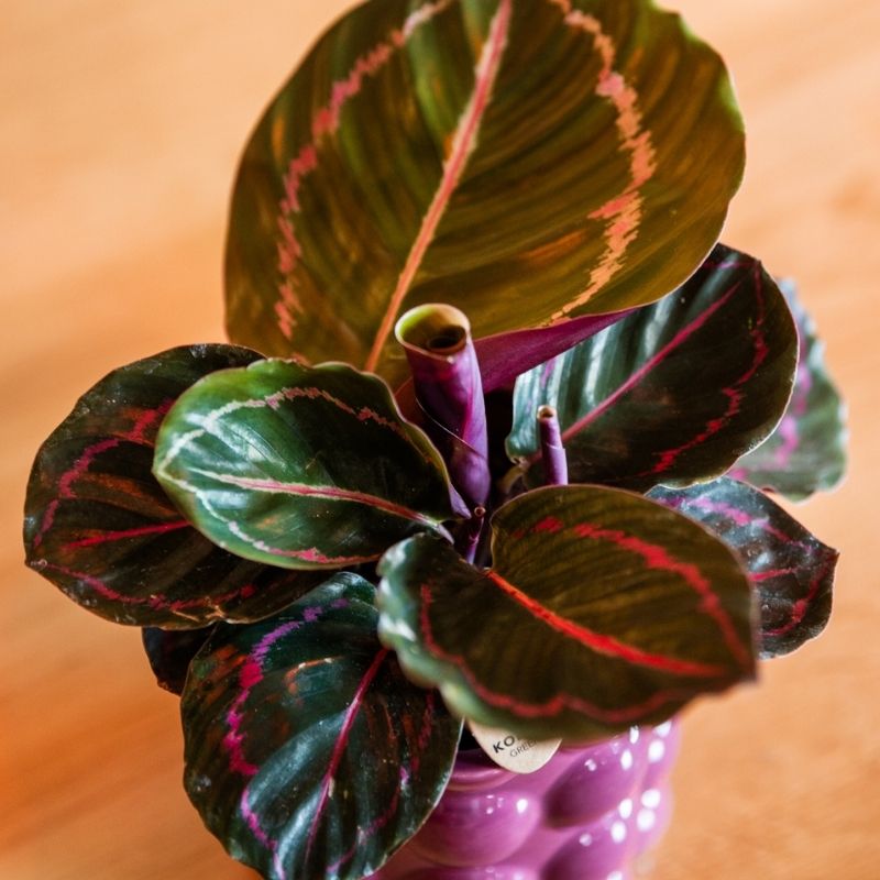 Calathea 'Dottie' – Zimmerpflanze – Ø9cm – Ansicht 3