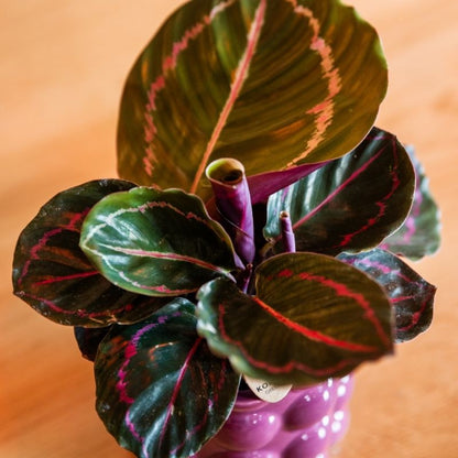 Calathea 'Dottie' – Zimmerpflanze – Ø9cm – Ansicht 3