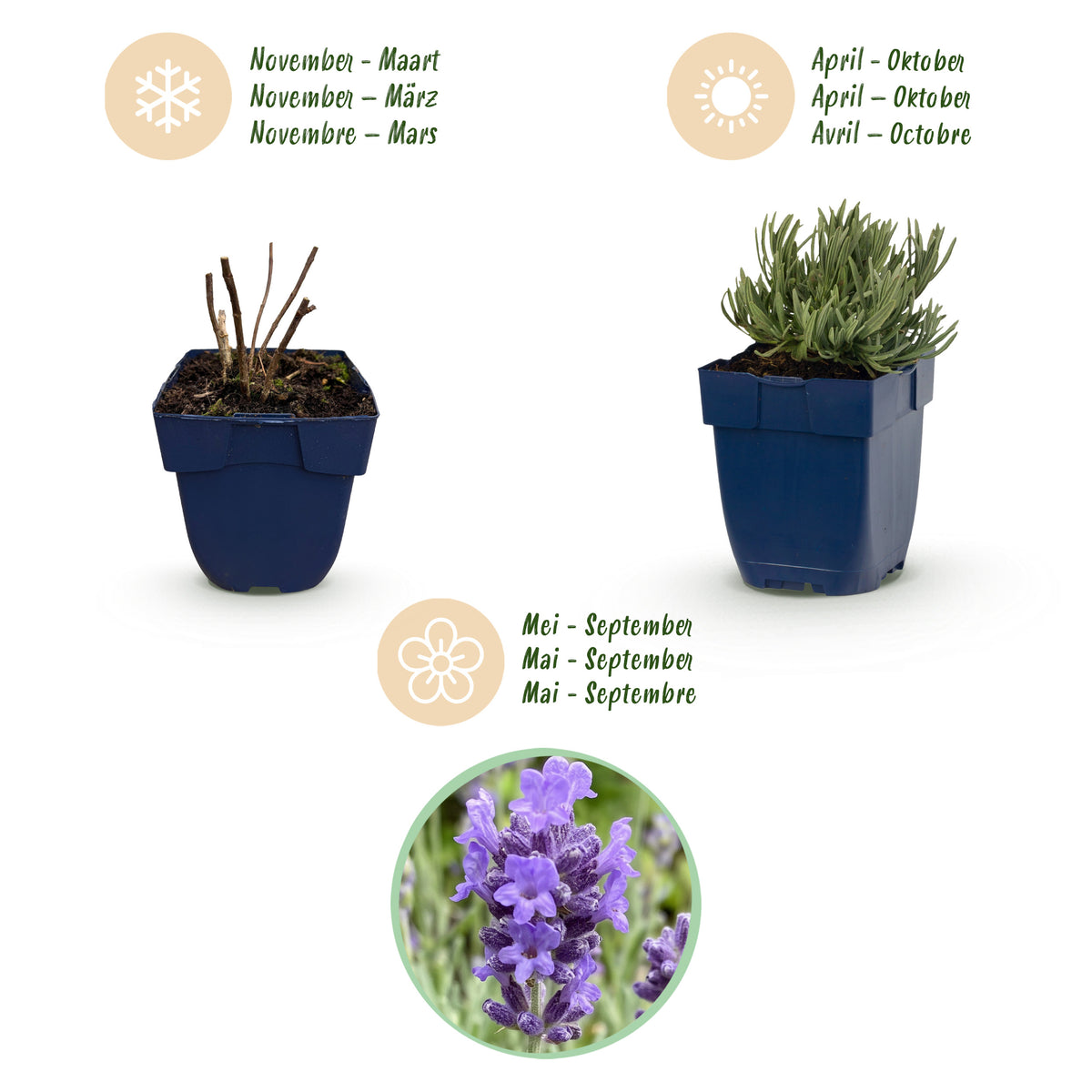 Lavendel 'Dwarf Blue' – Violett – Topf Ø11cm – Ansicht 4