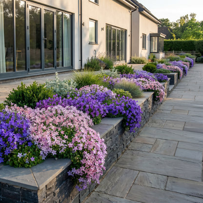 Glockenblume 'Tricolour' – Campanula – Lila-Pink-Weiß – Ø11cm – Ansicht 6