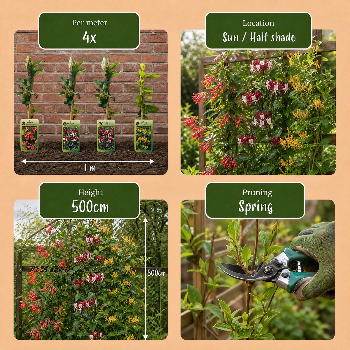 Geißblatt-Trio 'Tricolour' – 3 Lonicera-Sorten – Topf Ø9cm – Ansicht 7