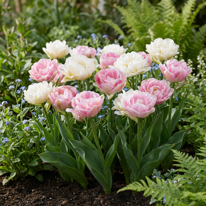 Tulpe 'Double Sensation' (gefüllt) – Mix – Ansicht 2