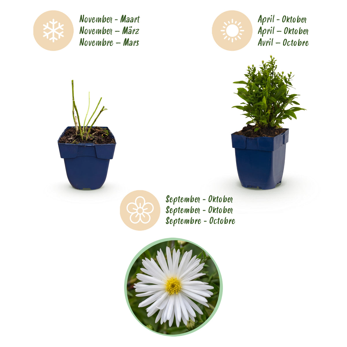 Kissen-Aster 'Schneekissen' – Weiß – Topf Ø11cm – Ansicht 4