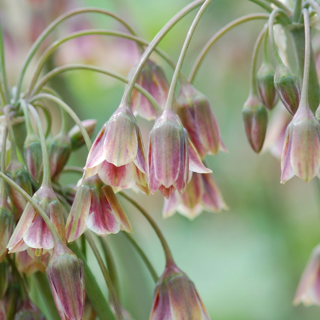 Sizilianischer Honigknoblauch 'Siculum' – Creme und Rosa
