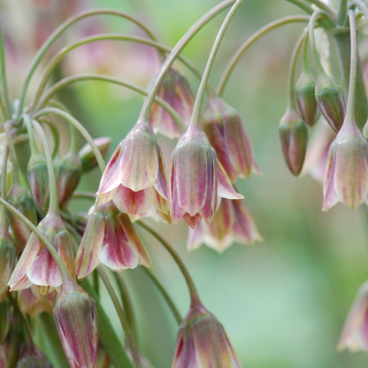 Sizilianischer Honigknoblauch 'Siculum' – Creme und Rosa