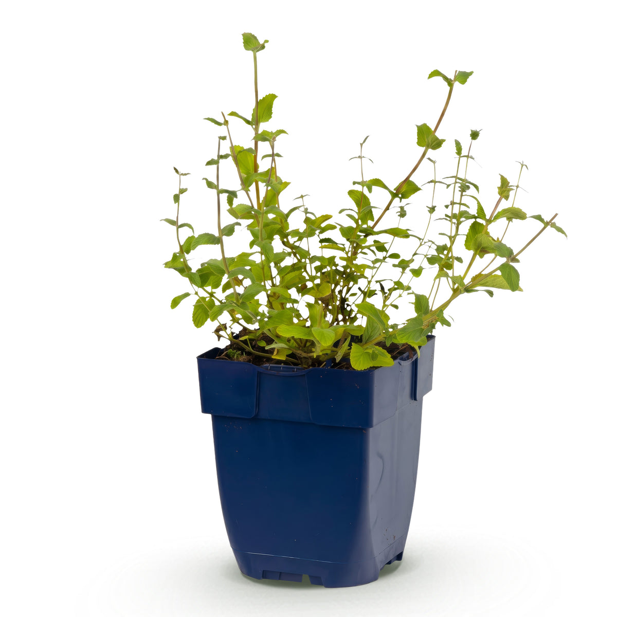 Katzenminze 'Grog' – Blau – Topf Ø11cm – Ansicht 2
