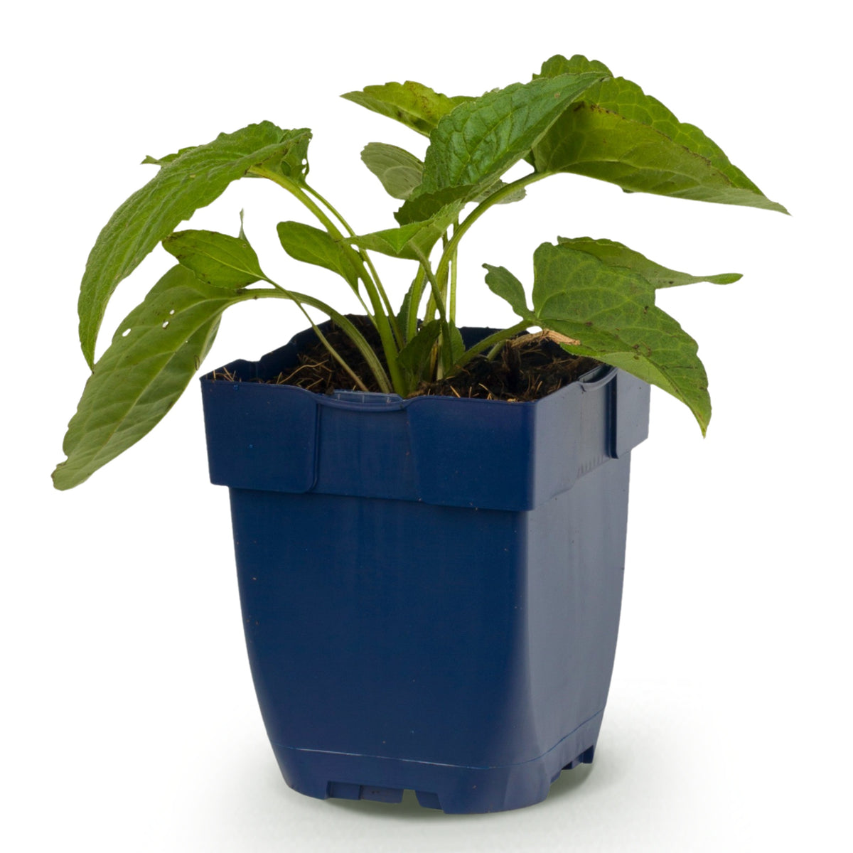 Sonnenhut 'Goldsturm' – Rudbeckia fulgida – Gelb – Topf Ø11cm – Ansicht 2