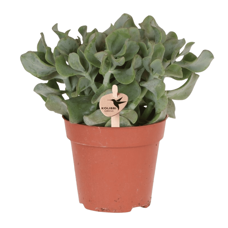 Sukkulente Crassula Arborescens – Ø12cm