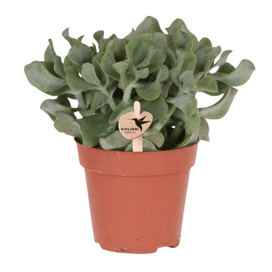 Sukkulente Crassula Arborescens – Ø12cm