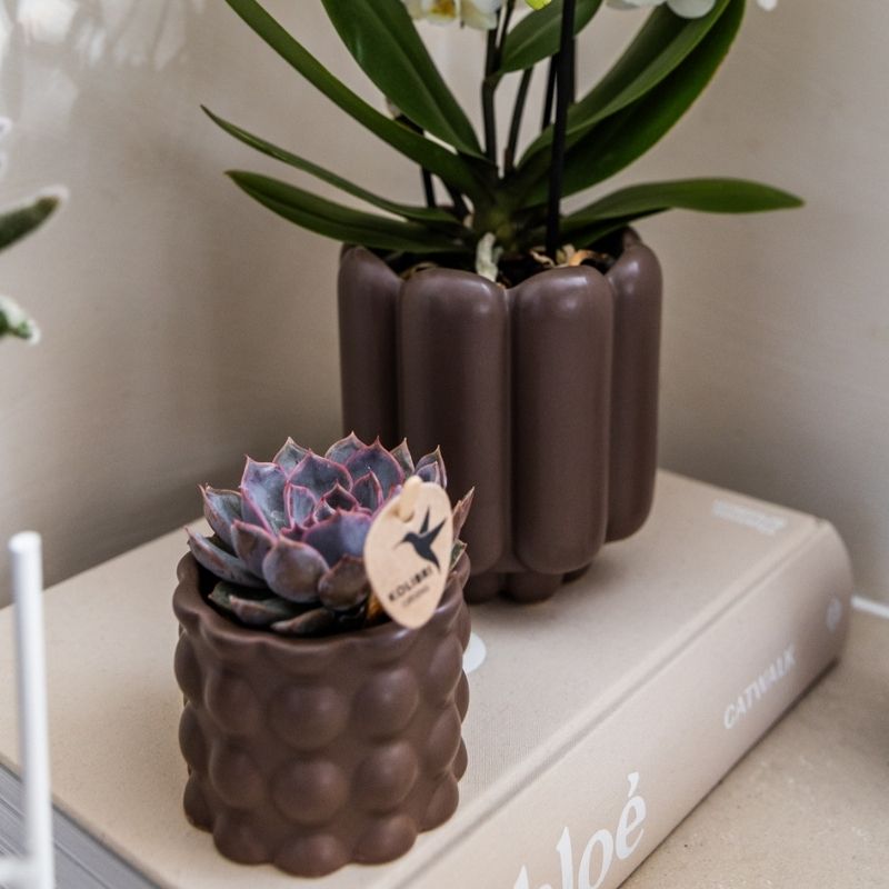 Sukkulente Echeveria Summer – Ø6cm – Ansicht 4