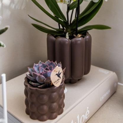 Sukkulente Echeveria Summer – Ø6cm – Ansicht 4