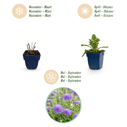 Tauben-Skabiose 'Butterfly Blue' – Scabiosa columbaria – Lila – Topf Ø11cm – Ansicht 4