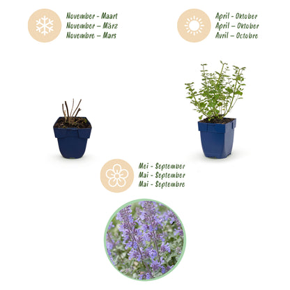 Katzenminze 'Walker's Low' – Blau – Topf Ø11cm – Ansicht 4