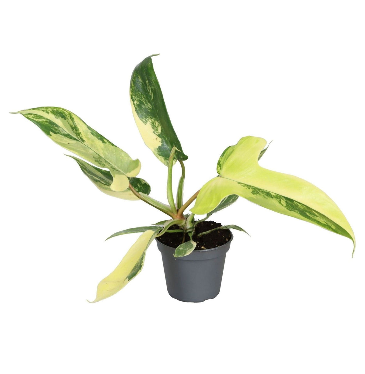 Philodendron 'Florida Beauty' – Grün-Gelb – Topf Ø6cm