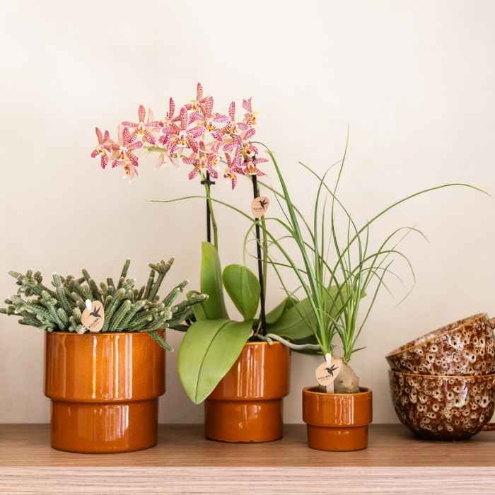 Beaucarnea 'Elefantenfuß' – Zimmerpflanze – Ø6cm – Ansicht 2