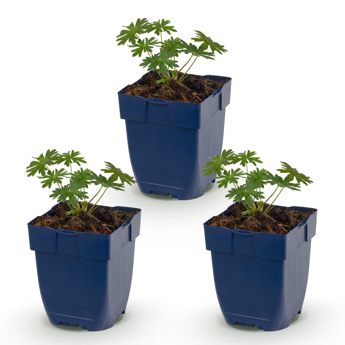 Storchschnabel 'Geranium sanguineum Album' – Weiß – Ø11cm