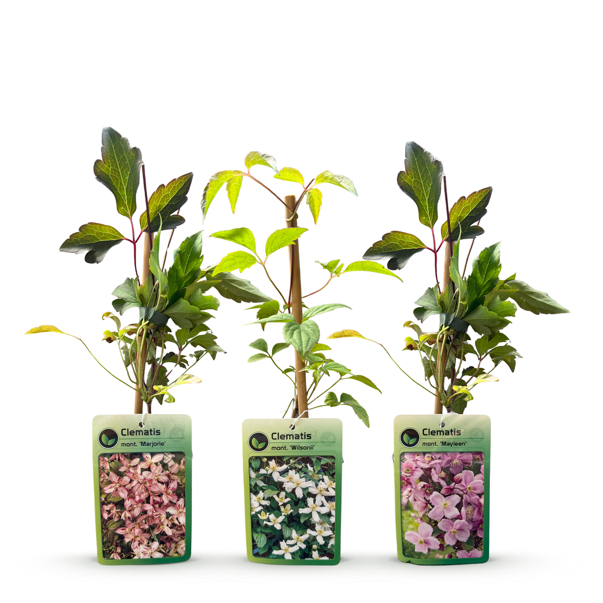 Bergwaldrebe 'Tricolour' – Weiß-Rosa-Hellrosa – Topf Ø9cm – Ansicht 3