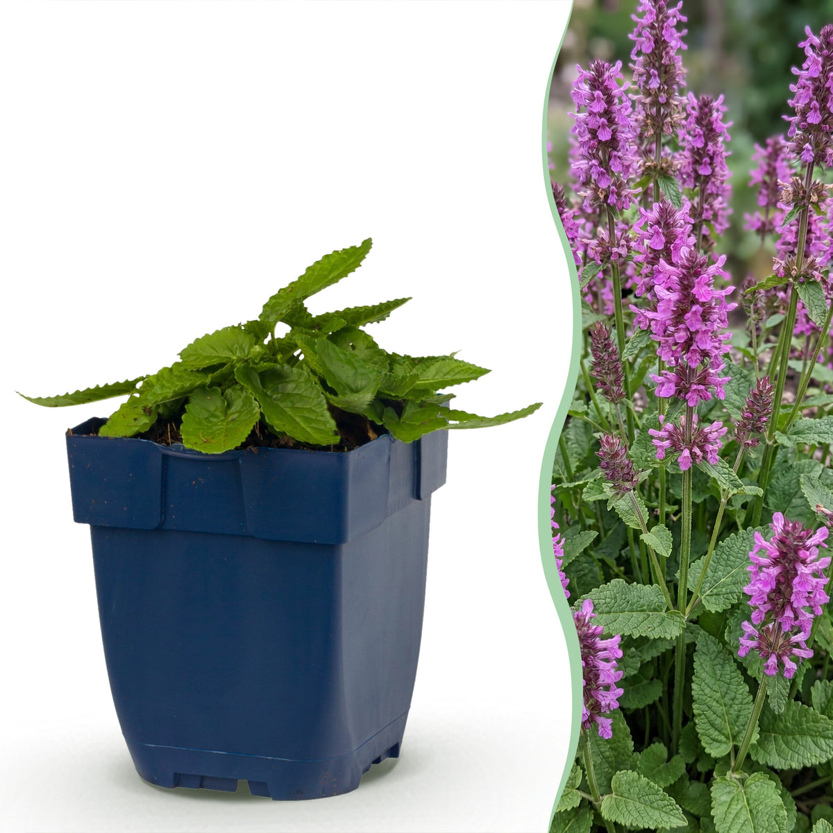 Ziest 'Hummelo' – Stachys monieri – Lila – Topf Ø11cm