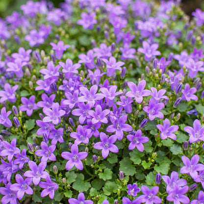 Glockenblume 'Campanula portenschlagiana' – Violett – Topf Ø11cm – Ansicht 5