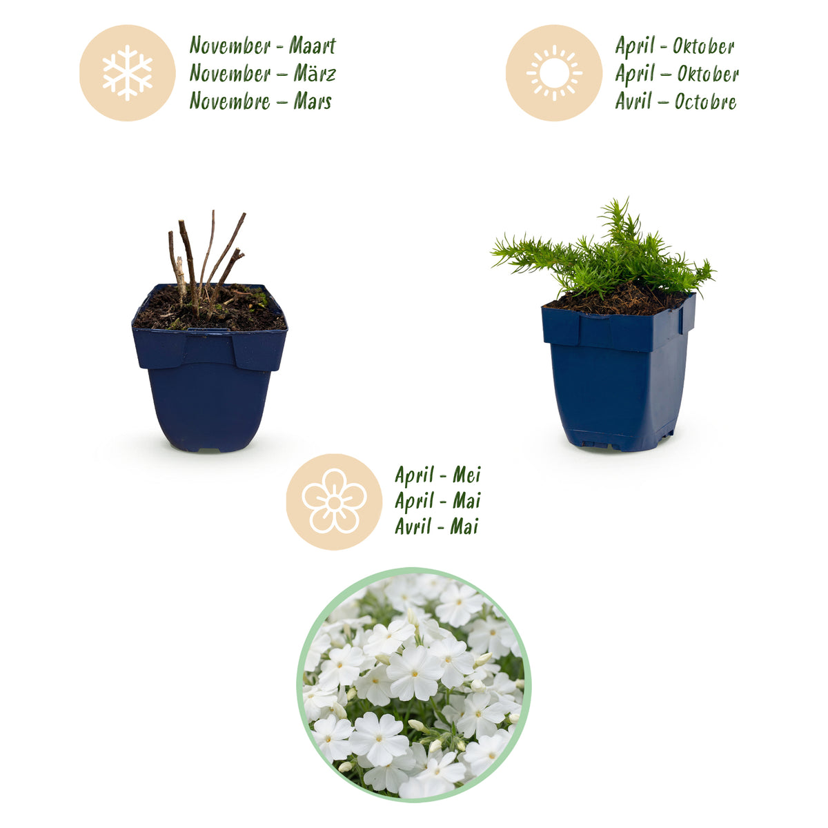Polster-Phlox 'Maischnee' – Weiß – Topf Ø11cm – Ansicht 4