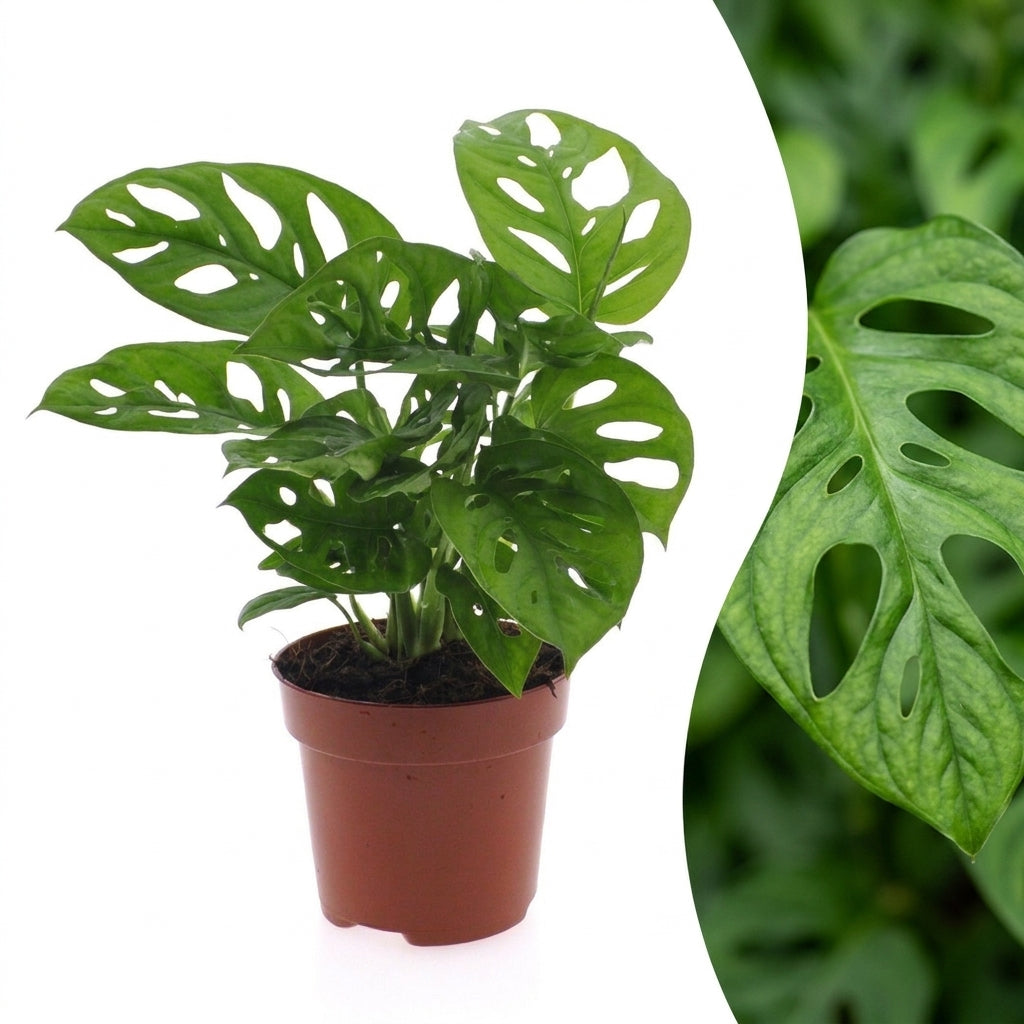 Monstera Adansonii – Topf Ø12cm