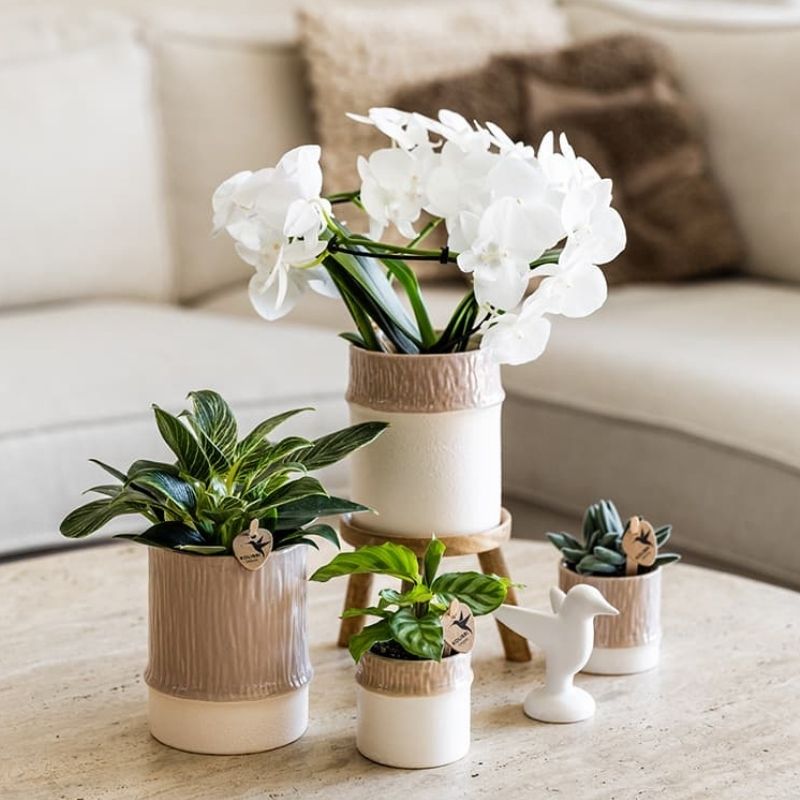 Philodendron 'White Measure' – Ø9cm – Ansicht 5