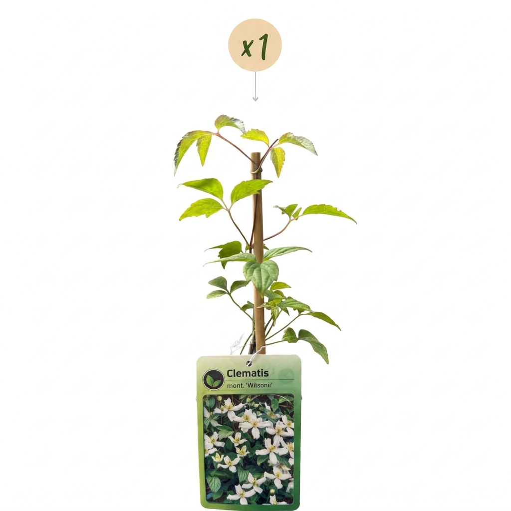 Bergwaldrebe 'Wilsonii' – Clematis montana – Weiß – Topf Ø9cm – Ansicht 2