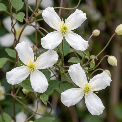 Bergwaldrebe 'Wilsonii' – Weiß – Topf Ø9cm – Ansicht 3