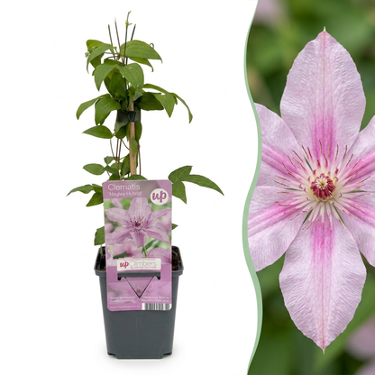 Waldrebe 'Hagley Hybrid' – Rosa – Topf Ø9cm