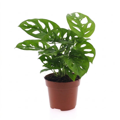 Monstera Adansonii – Topf Ø12cm – Ansicht 2