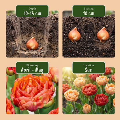 Tulpe 'Gudoshnik Double' (gefüllt) – Mix – Ansicht 4