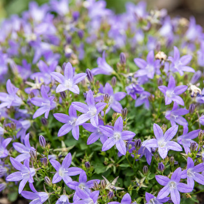 Hängepolster-Glockenblume 'Stella' – Lila – Topf Ø11cm – Ansicht 5
