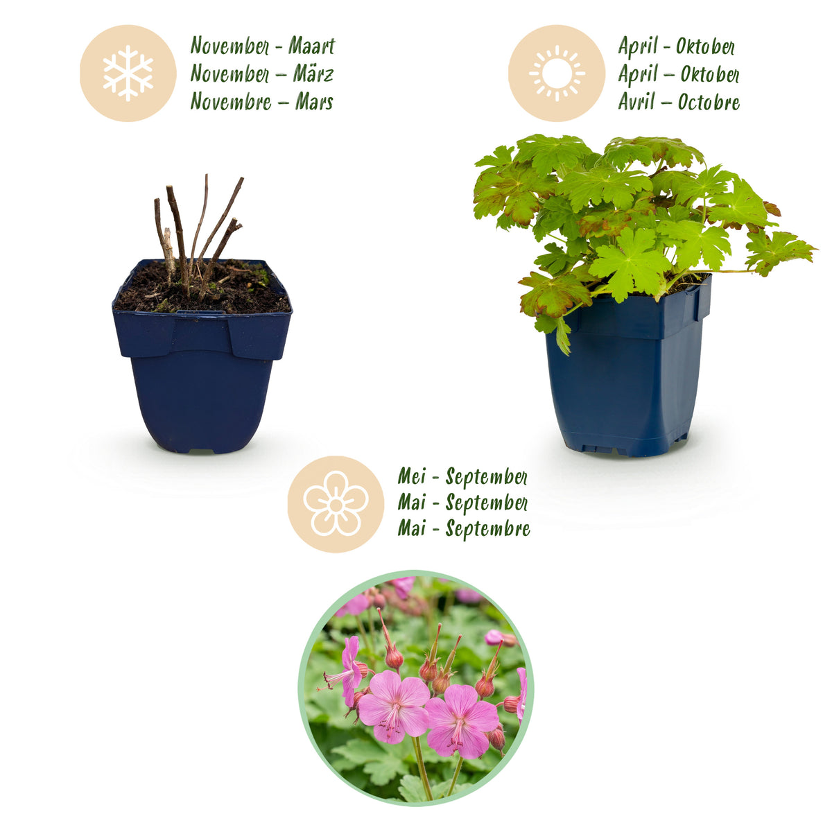 Storchschnabel 'Macrorrhizum' – Rosa – Topf Ø11cm – Ansicht 4