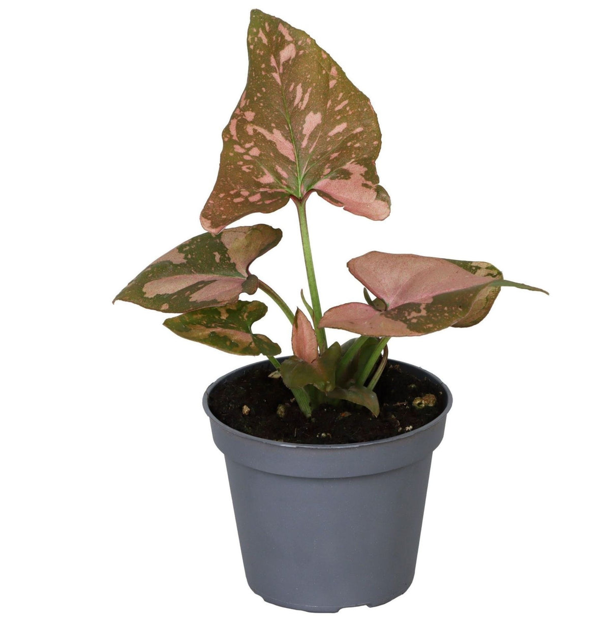 Syngonium 'Pink Splash' – Grün-Rosa – Topf Ø6cm