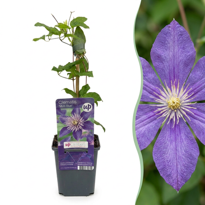 Clematis 'Multi Blue' – Blau, Ø9cm, ↕35cm