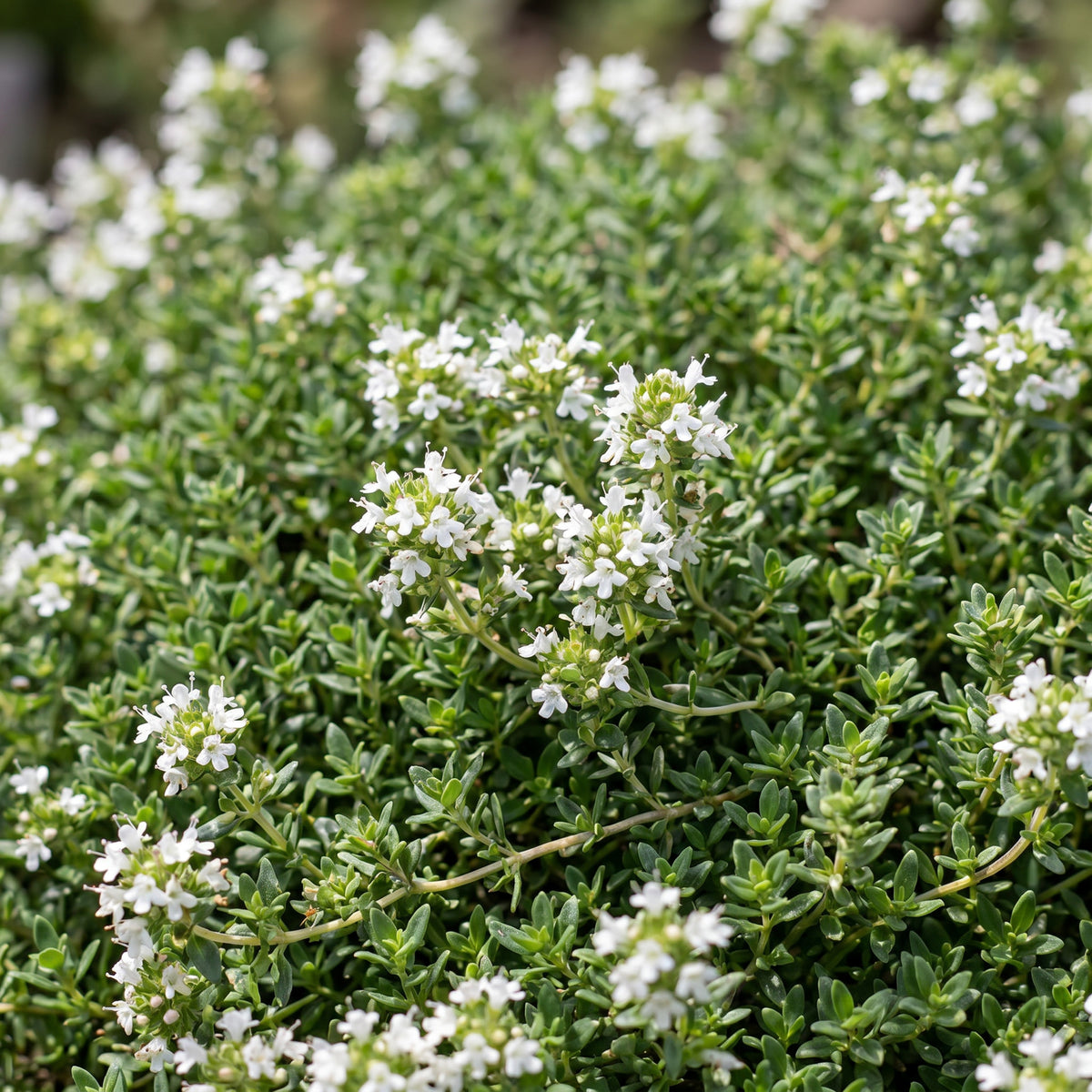 Kriech-Thymian 'Albiflorus' – Weiß – Topf Ø11cm – Ansicht 5