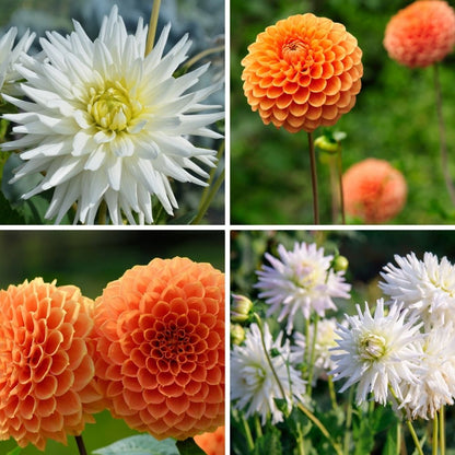 Dahlien-Knollen-Mix 'Orange Pride' – Playa Blanca & Ralphie