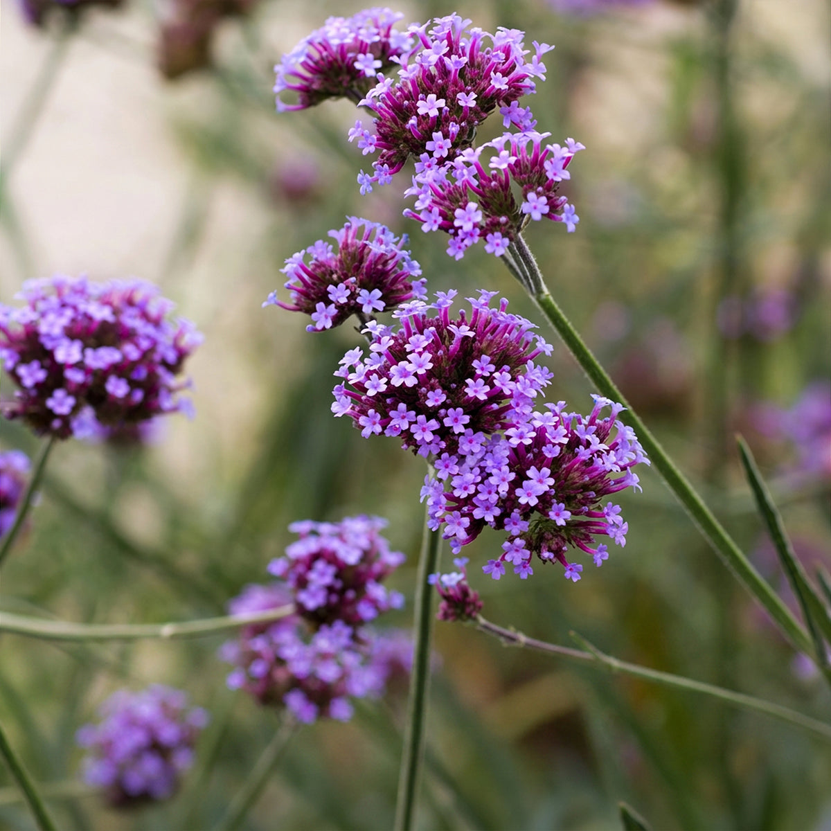 Eisenkraut 'Verbena bonariensis' – Lila – Topf Ø11cm – Ansicht 4