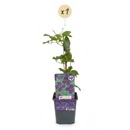 Waldrebe 'Polish Spirit' – Clematis viticella – Lila – Topf Ø9cm – Ansicht 2