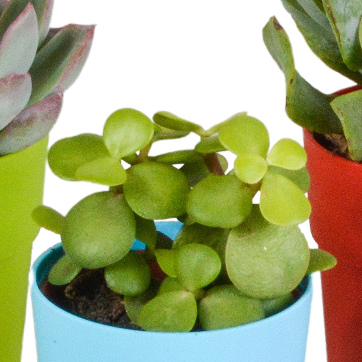 Sukkulenten-Mix 5 Pflanzen – Kunststofftopf Ø5,5cm – Ansicht 4