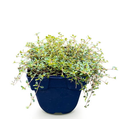 Kriech-Thymian 'Minor' – Rosa – Topf Ø11cm – Ansicht 2