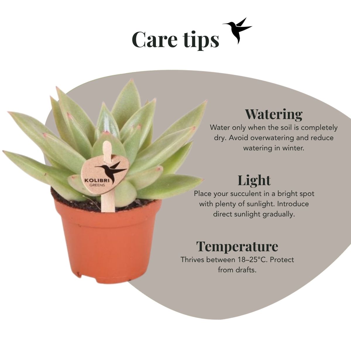 Sukkulente Echeveria Miranda – Ø6cm – Ansicht 12