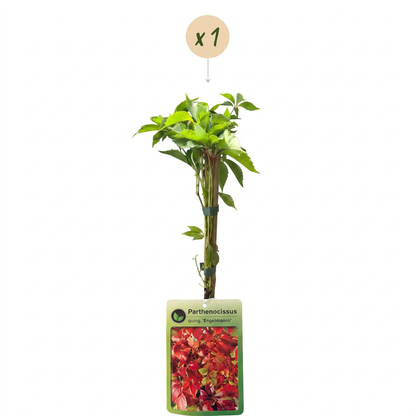 Engelmann-Jungfernrebe – Parthenocissus – Topf Ø9cm – Ansicht 2