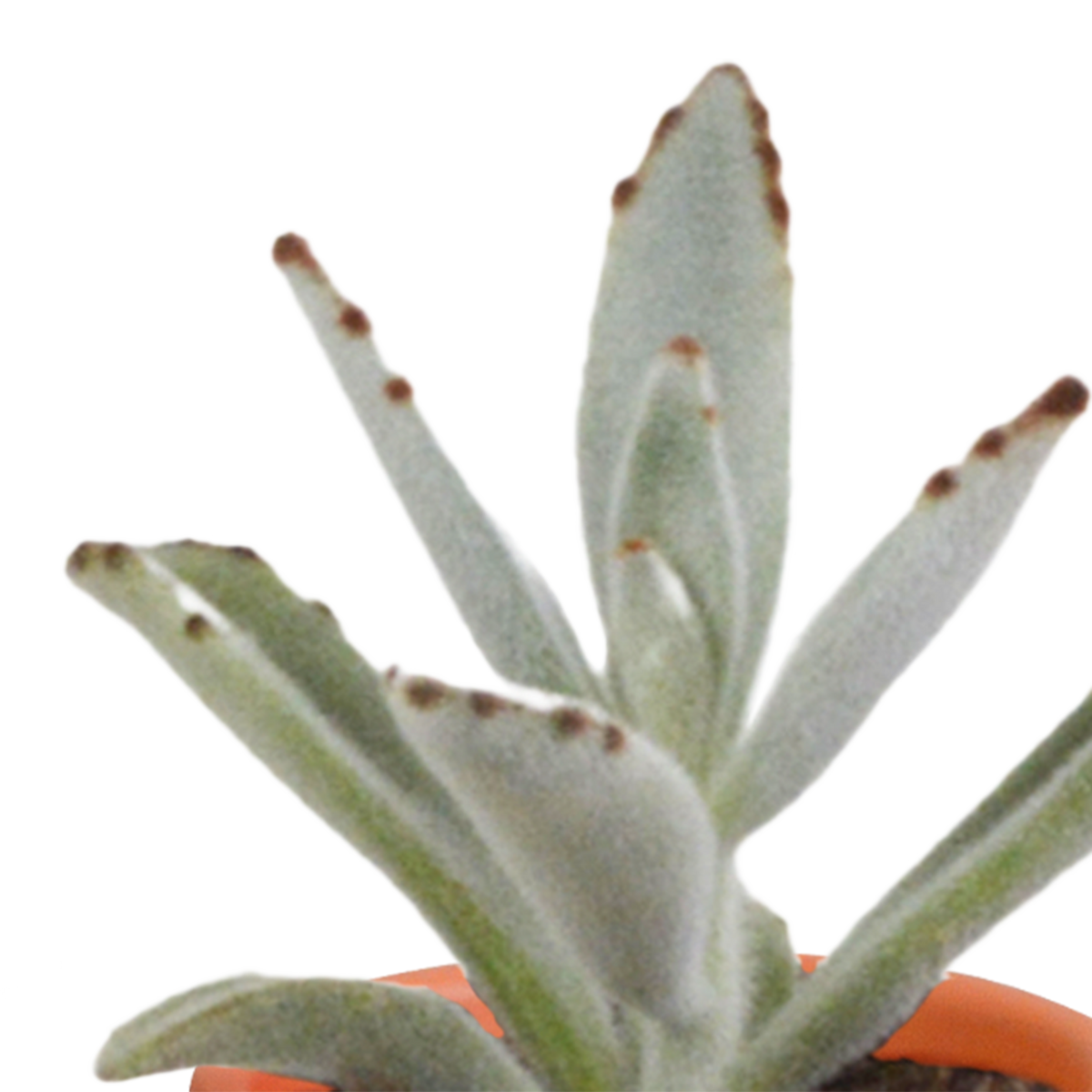 Kakteen- & Sukkulenten-Mischung – Terracotta-Topf Ø5,5cm (15 Pflanzen) – Ansicht 5