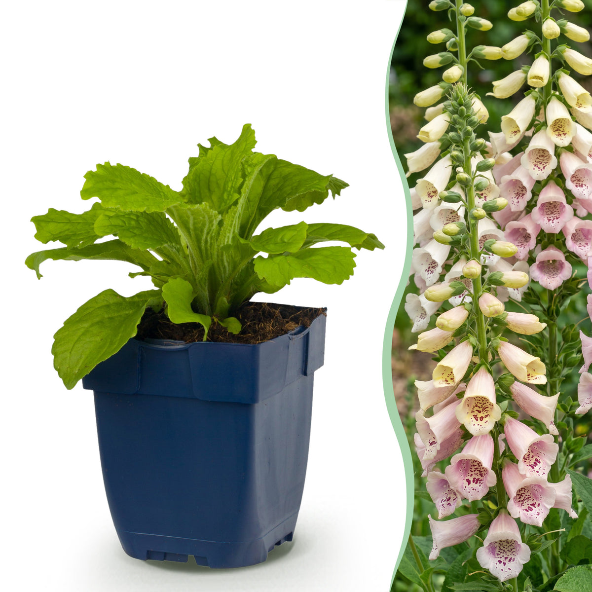 Fingerhut 'Gloxiniiflora' – Weiß-Rosa – Topf Ø11cm